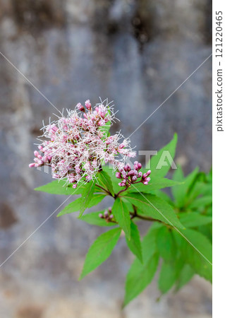 Beautiful Euonymus kobanosa flowers blooming quietly in an autumn garden 121220465