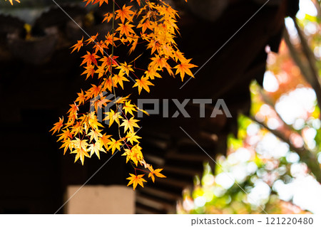 上海公園裡屋簷下的紅色楓葉 121220480