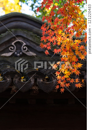 上海公園裡屋簷下的紅色楓葉 121220483