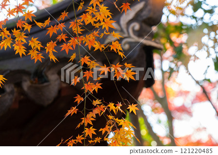 上海公園裡屋簷下的紅色楓葉 121220485