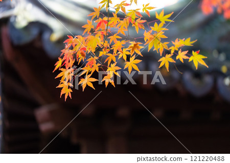 上海公園裡屋簷下的紅色楓葉 上海公園裡屋簷下的紅色楓葉 121220488