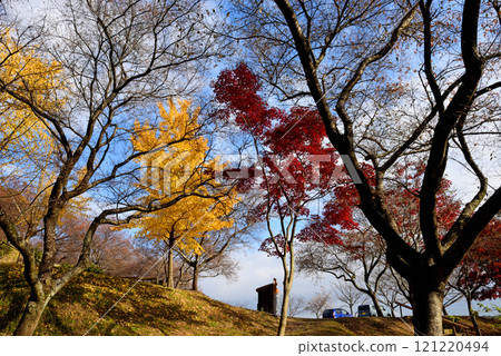 Four Seasons Cherry Blossoms at Daikoji Temple in Chita City Four Seasons Cherry Blossoms at Daikoji Temple in Chita City 121220494