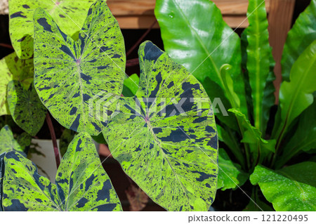 Beautiful foliage of ornamental plants in the garden Beautiful foliage of ornamental plants in the garden 121220495