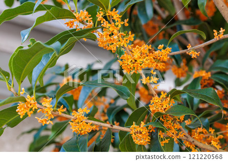 秋天花園裡盛開著許多橙色花朵的桂花 121220568