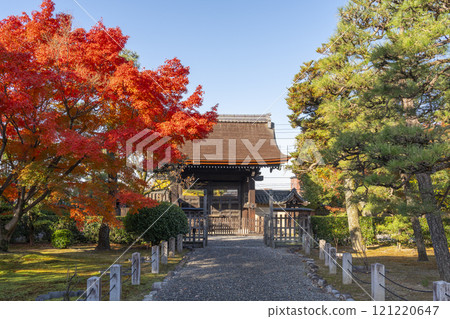 秋天的京都,妙峰院,覆滿秋葉的唐門 秋天的京都,妙峰院,覆滿秋葉的唐門 121220647