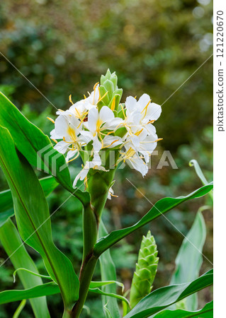 Beautiful blooming sukusha flowers in an autumn garden Beautiful blooming sukusha flowers in an autumn garden 121220670