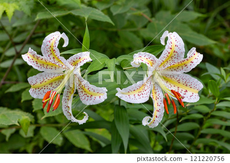 美麗的山百合在森林裡綻放 121220756