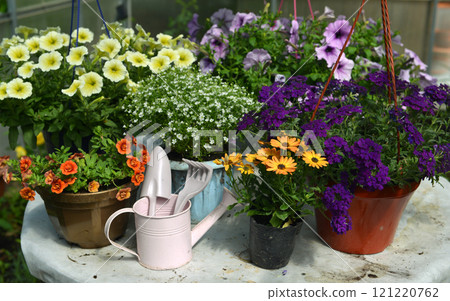 Still life with beautiful flowers in pots, watering can and tools in greenhouse. Spring and summer botanical and farming background with gardening objects, vintage home garden and retro concept 121220762