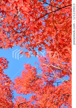 Autumn scenery in Japan Autumn leaves Autumn scenery in Japan Autumn leaves 121220813