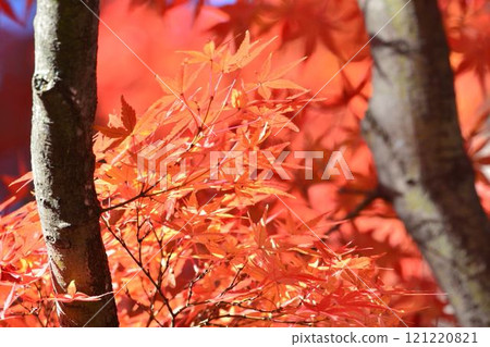 Autumn scenery in Japan Autumn leaves Autumn scenery in Japan Autumn leaves 121220821
