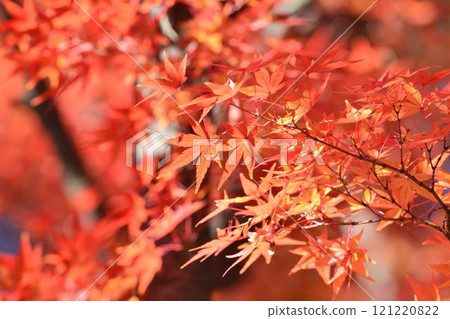 日本的秋色 日本的秋色 121220822