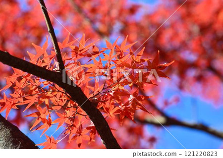 Autumn scenery in Japan Autumn leaves 121220823