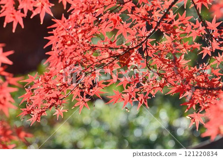 Autumn scenery in Japan Autumn leaves Autumn scenery in Japan Autumn leaves 121220834