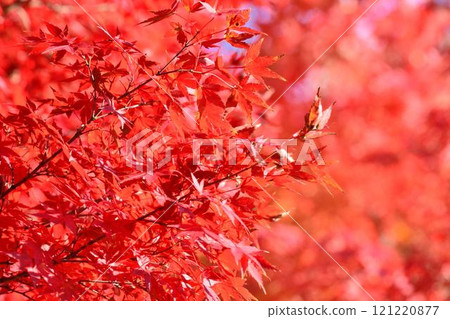 Autumn scenery in Japan Autumn leaves 121220877