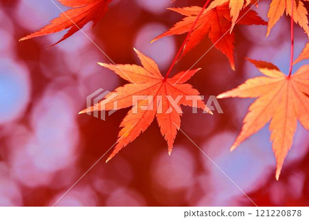 Autumn scenery in Japan Autumn leaves 121220878