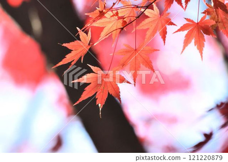 Autumn scenery in Japan Autumn leaves Autumn scenery in Japan Autumn leaves 121220879
