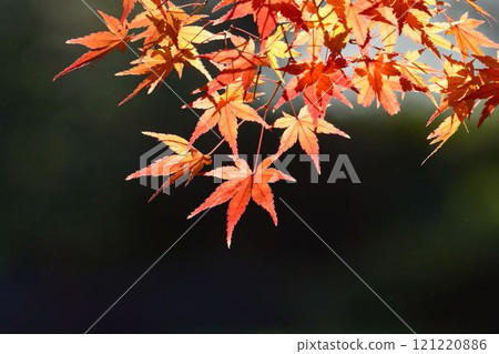 日本的秋色 日本的秋色 121220886