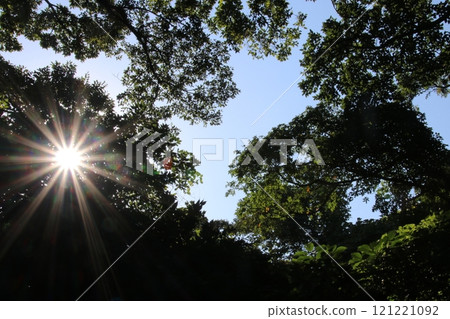 猿島叢林 121221092