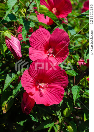Red titanbicus flowers blooming in summer in the garden Red titanbicus flowers blooming in summer in the garden 121221186