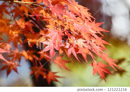 Autumn scenery in Japan Autumn leaves 121221216
