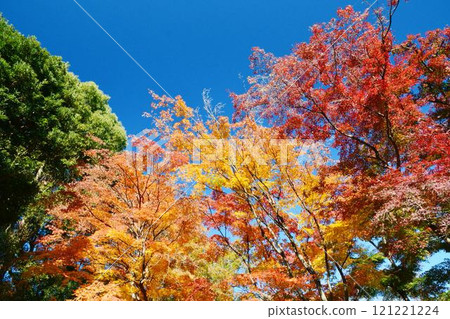 日本的秋色 日本的秋色 121221224