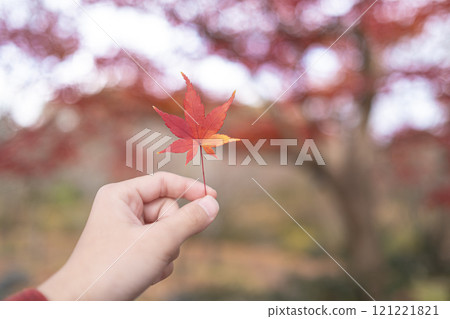 Elementary school student's hands holding autumn leaves with autumn maple tree in the background 121221821