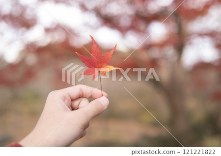 秋楓樹背景下小學生手持秋葉 121221822