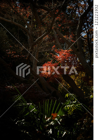 秋天的樹葉 121221932