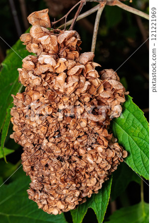 Dried hydrangea flowers in an autumn park 121221969