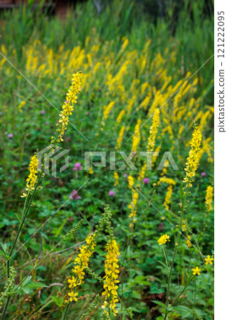 Goldenrod flowers blooming near a pond on the plateau Goldenrod flowers blooming near a pond on the plateau 121222095