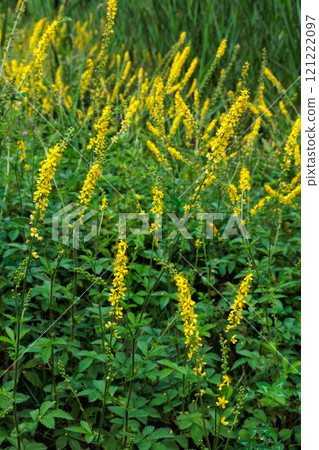 Goldenrod flowers blooming near a pond on the plateau Goldenrod flowers blooming near a pond on the plateau 121222097