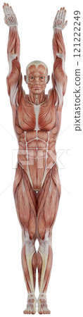 Posing male muscular body, transparent background Posing male muscular body, transparent background 121222249