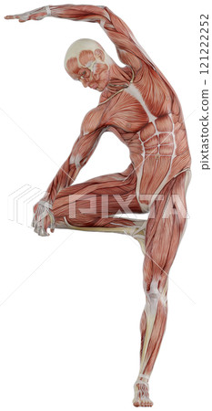 一個男人擺姿勢的肌肉人體,背景透明 一個男人擺姿勢的肌肉人體,背景透明 121222252