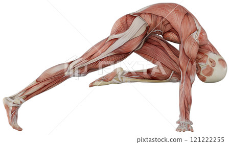 Posing male muscular body, transparent background 121222255