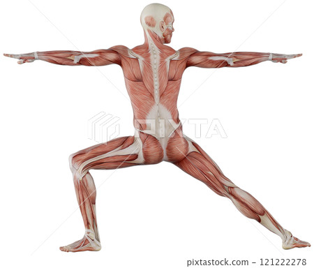 Posing male muscular body, transparent background 121222278