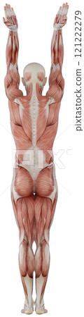 Posing male muscular body, transparent background Posing male muscular body, transparent background 121222279