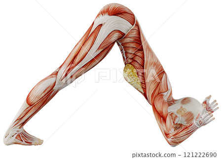 Posing female muscular body, transparent background 121222690