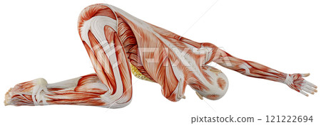肌肉發達的女性身體擺姿勢,背景透明 肌肉發達的女性身體擺姿勢,背景透明 121222694