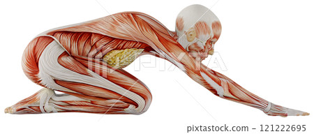 肌肉發達的女性身體擺姿勢，背景透明 121222695