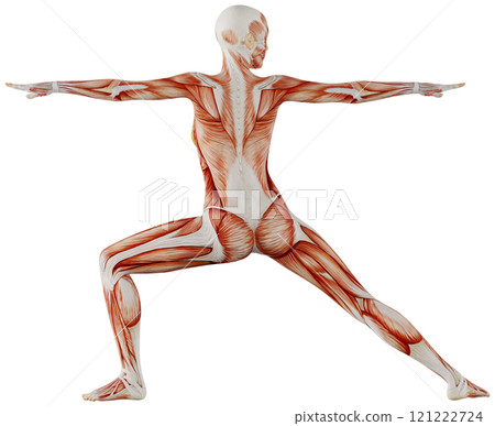 Posing female muscular body, transparent background 121222724