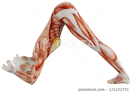 Posing female muscular body, transparent background 121222731