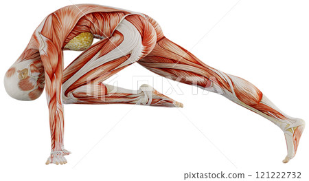 Posing female muscular body, transparent background 121222732