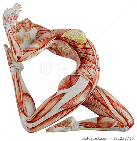 Posing female muscular body, transparent background 121222736