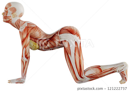 Posing female muscular body, transparent background 121222737