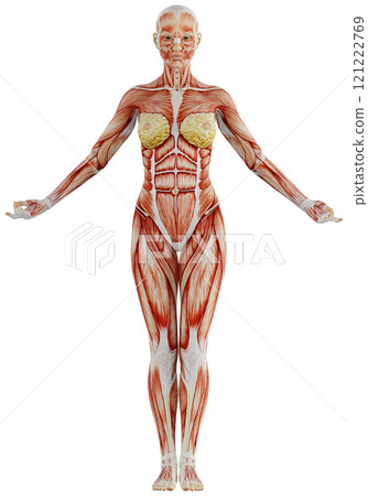 肌肉發達的女性身體擺姿勢,背景透明 肌肉發達的女性身體擺姿勢,背景透明 121222769