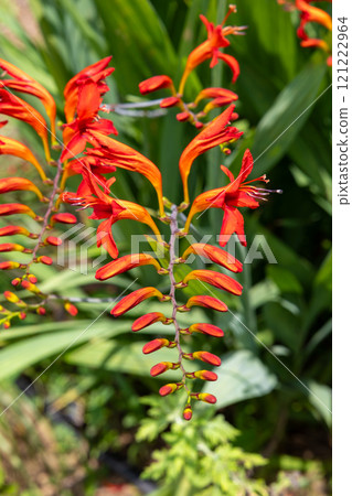 開花在夏天的 Montbretia 水仙幾何花 開花在夏天的 Montbretia 水仙幾何花 121222964