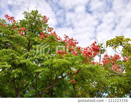 沖繩福爾摩沙木源寺 14 121223356