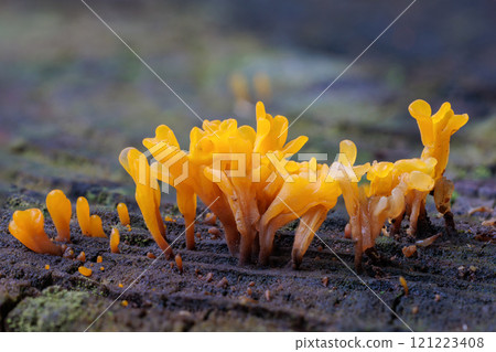 Close-up of a horn mushroom growing on a stump in the forest 121223408