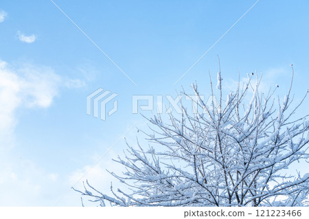 白雪覆蓋的樹木和藍天的對比 白雪覆蓋的樹木和藍天的對比 121223466