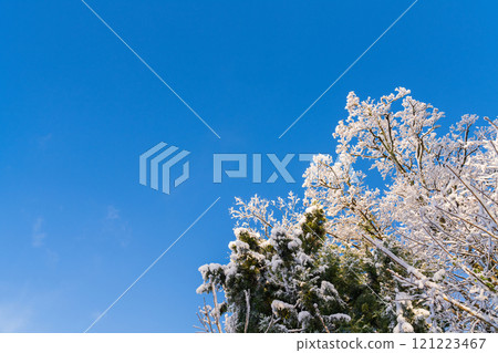 The contrast between snow-covered trees and the blue sky 121223467